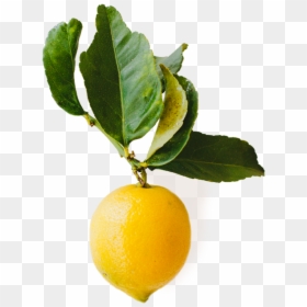 San Antonio - Tangerine, HD Png Download - lemon fruit png