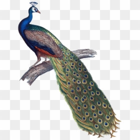 Transparent Background Peacock Photo Png, Png Download - peacock.png