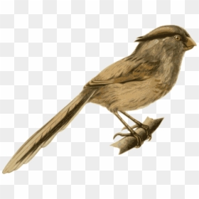 Bird, Feathers, Animal, Brown, Sitting, Twig, Branch - Feather Covered Animals Png, Transparent Png - bird feathers png