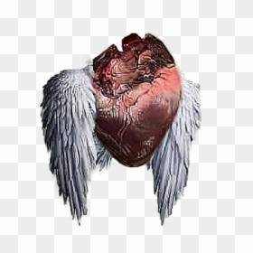 Real Heart Png For Editing, Transparent Png - bird feathers png