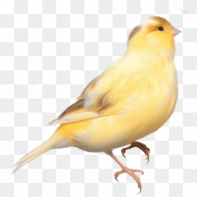 Bird Feathers Png, Transparent Png - bird feathers png