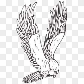 Hawk Clipart Black And White, HD Png Download - bird feathers png