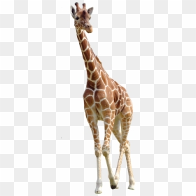 Northern Giraffe Download - Giraffe Png, Transparent Png - giraffe png images