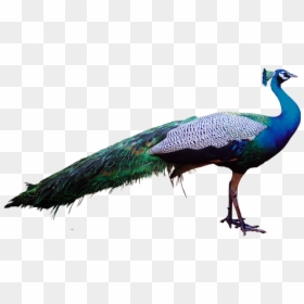 Peacock Psd Image Free - Peacock Images Png Hd, Transparent Png - peacock wing png