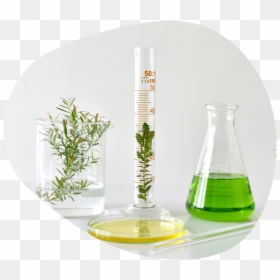 Lab Beaker With Botanical, HD Png Download - cosmetics items images png