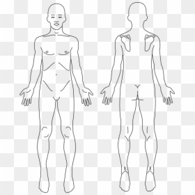 Male Anatomy Front And Back Line Art - Front And Back Anatomy, HD Png Download - person back png
