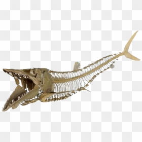 Cimolichthys Sign, Cimolichthys Skeleton - Fish Skeleton Png, Transparent Png - png full