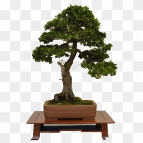 Sageretia Theezans, HD Png Download - arbusto png