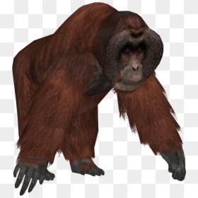 Orangutan Png, Transparent Png - harambe.png