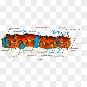 Does A Glycoprotein Look Like, HD Png Download - cell membrane png