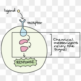 Transparent No Signal Png - Illustration, Png Download - cell membrane png