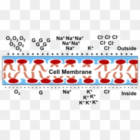 Red Blood Cells Membrane Potential, HD Png Download - cell membrane png