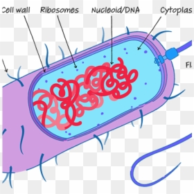 Transparent Cell Membrane Png - Large Loop Of Dna Within The Nucleoid, Png Download - cell membrane png