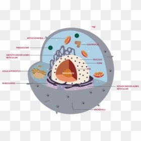 Picture - Eukaryotic Cells, HD Png Download - cell membrane png