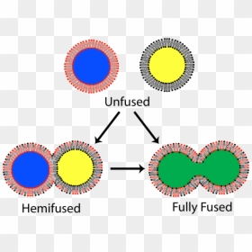 Lipid Bilayer Png - Bilayer Fusion, Transparent Png - cell membrane png