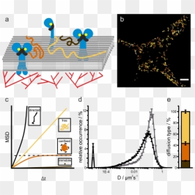 Transparent Cell Membrane Png - Single Particle Tracking Spt, Png Download - cell membrane png