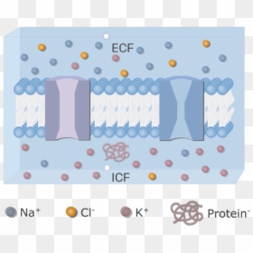 An Image Showing The Icf And Ecf (extracellular Fluid) - Channel Proteins And Ions, HD Png Download - cell membrane png
