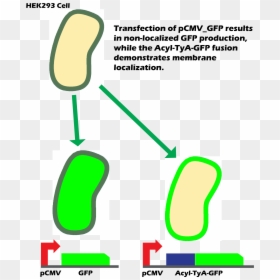 Membrane Gfp, HD Png Download - cell membrane png