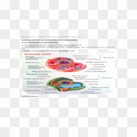 Flyer, HD Png Download - cell membrane png