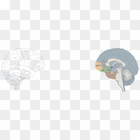 Human Brain Clipart Png Download - Sketch, Transparent Png - human brain clipart png