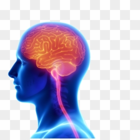 Transparent Human Brain Clipart - Brain And Spine Care, HD Png Download - human brain clipart png