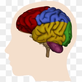 Brain Clipart , Png Download - Kids Picture Of The Brain, Transparent Png - human brain clipart png