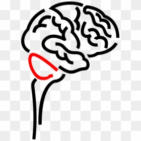 Brain Vector Png - Cerebro Png, Transparent Png - human brain clipart png
