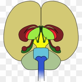Brain Frontal View Cortex, HD Png Download - human brain clipart png