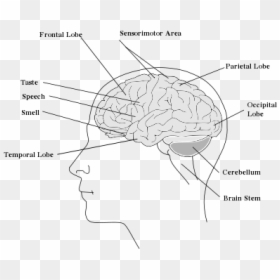 Human Brain - Sketch, HD Png Download - human brain clipart png