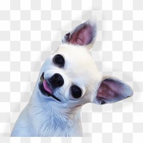 Chihuahua Face Side - Chihuahua Png, Transparent Png - side face png