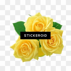 Pink Roses Flowers Bouquet - Yellow Rose Transparent Background, HD Png Download - rose flower bouquet png