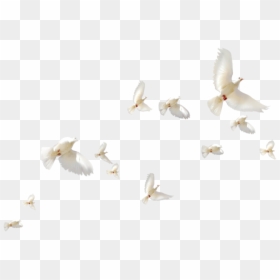#mq #white #birds #bird #flying - White Birds Flight, HD Png Download - white birds flying png