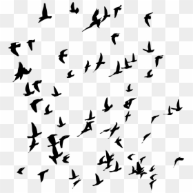 Flock, HD Png Download - white birds flying png