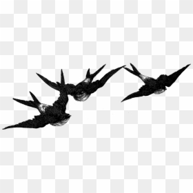 Birds Flying Image Illustration Artwork Drawing Clipart - Vintage Bird Clip Art, HD Png Download - white birds flying png