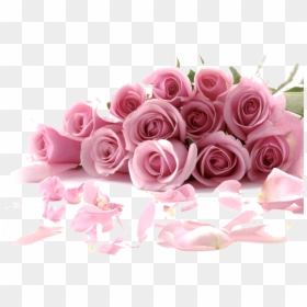 Rose Flower Wallpaper - Rose Wallpaper Pictures Of Flowers, HD Png Download - flower wallpaper png