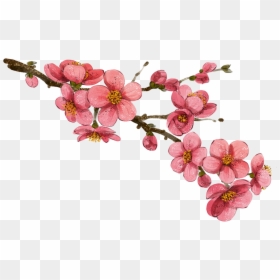 Wallpaper Drawing Flower - Cherry Blossom In Korea Drawing, HD Png Download - flower wallpaper png
