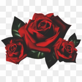 Rose Roses Flower Garden Red Nature - Rose Flowers Png, Transparent Png - png background hd nature