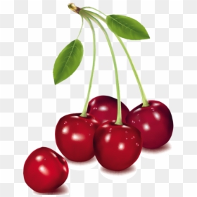 Berry Vector Cherry Fruit - Cherry Fruits Png, Transparent Png - cherry fruit png