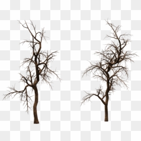 Old Tree Transparent - Transparent Old Tree Png, Png Download - trees .png