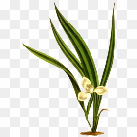 Transparent Marsh Clipart - Marica Flowers, HD Png Download - flowers plants png