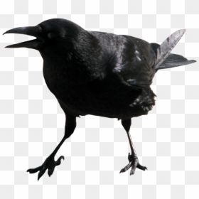 Crow Transparent, HD Png Download - crow png images