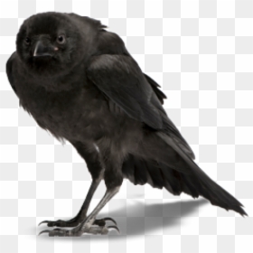 Crow Clipart Png - Crow Png, Transparent Png - crow png images