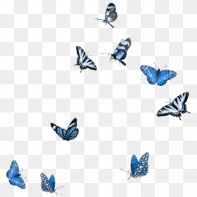 Butterfly Party, Moth, Mood Boards, Embellishments, - Blue Butterflies Png, Transparent Png - butterfly png for photoshop
