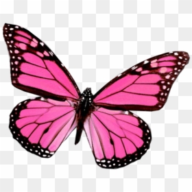 Thumb Image - Pink Butterfly Designs, HD Png Download - butterfly png for photoshop
