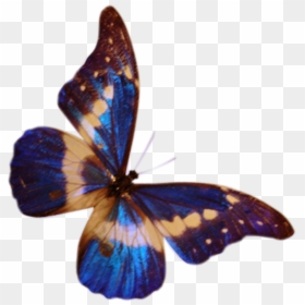 Butterfly Vector, HD Png Download - butterfly png for photoshop