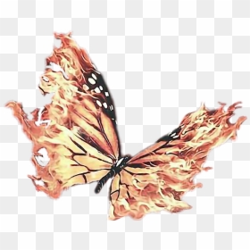 Clip Art Flame Butterfly - Butterfly With Fire Wings, HD Png Download - butterfly png for photoshop