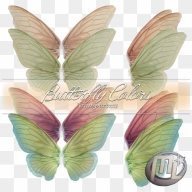 Butterfly Wing Color - Pieridae, HD Png Download - butterfly png for photoshop
