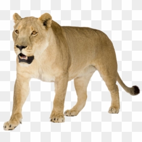 Lioness Png Image - Lioness Png, Transparent Png - lion sitting png