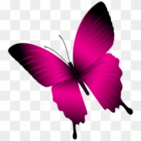 Free Butterfly, HD Png Download - png images of butterfly