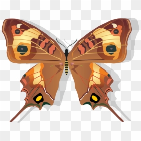 Butterfly Drawings, HD Png Download - png images of butterfly